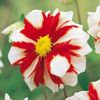 Dahlia Fire and Ice - 2 tubers