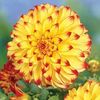Dahlia Lady Darlene - 2 tubers
