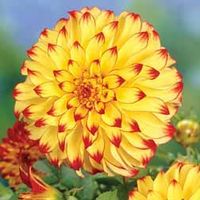 Dahlia Lady Darlene - 2 tubers