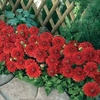 Dahlia Red Carpet - 5 tubers