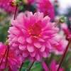 Dahlia Rosella (Giant Tree Dahlias) - 3 tubers
