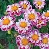 Dahlia Royal Bumble - 6 tubers