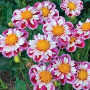 Dahlia Royal Bumble - 6 tubers