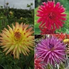 Dahlia Tree Giant Collection - 9 tubers - 3 of each