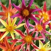Dahlia Windmill Mixed - 8 tubers - 2 of each variety