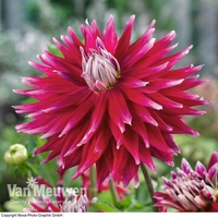 Dahlia 