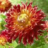 Dahlia 