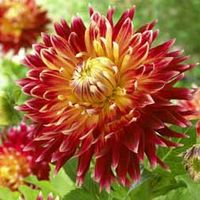 Dahlia 
