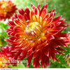 Dahlia 