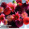 Dahlia 