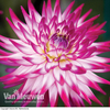 Dahlia 