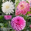 Dahlia 