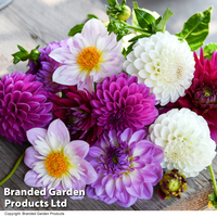 Dahlia 