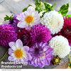 Dahlia 