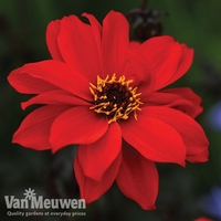 Dahlia 