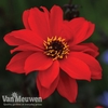 Dahlia 