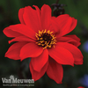 Dahlia 