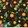 Dahlia 