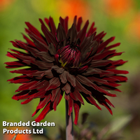 Dahlia 