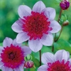 Dahlia 
