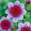 Dahlia 