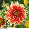 Dahlia 