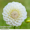 Dahlia 