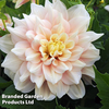 Dahlia 