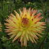 Dahlia 