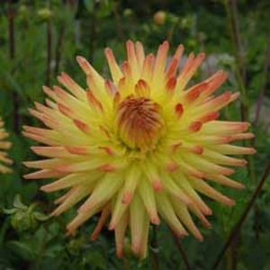 Dahlia 