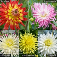 Dahlia 