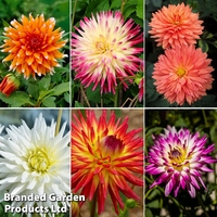 Dahlia 