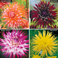 Dahlia Cactus Collection
