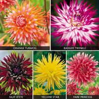 Dahlia Cactus Collection
