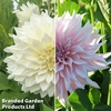 Dahlia 