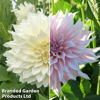 Dahlia 
