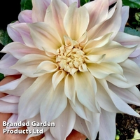 Dahlia Café Au Lait