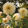 Dahlia 