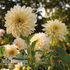Dahlia 