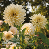 Dahlia 