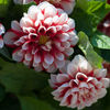 Dahlia 