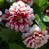Dahlia 