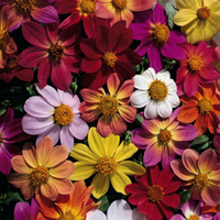 Dahlia coccinea 