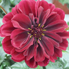 Dahlia 