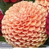 Dahlia 