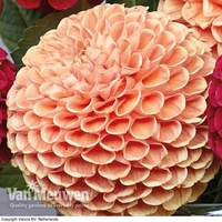 Dahlia 
