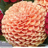 Dahlia 