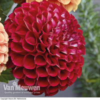 Dahlia 