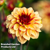 Dahlia 