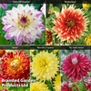 Dahlia 